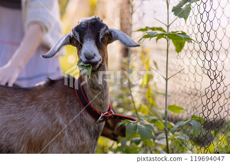 A farmer walks with Nubian goats on an organic farm, highlighting the harmony between nature and sustainable farming. The goats freely graze on a lush, green pasture 119694047
