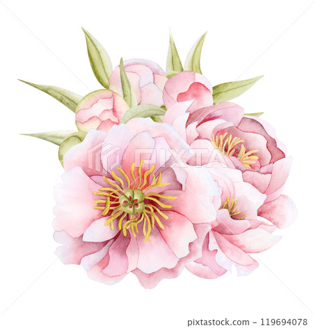 Peonies flowers in light pink watercolor illustration isolated on white background. Botanical garden roses plants for summer wedding design and Womens Day floral greeting cards. Hand drawn clipart 119694078
