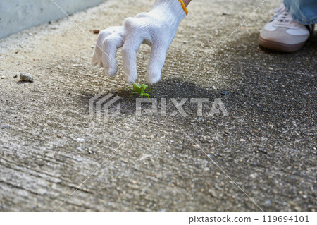 Praying mantis countryside nature animal creature 119694101