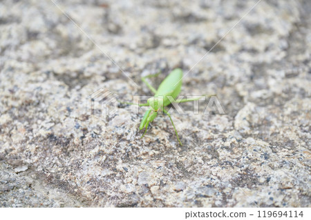 Praying mantis countryside nature animal creature Praying mantis countryside nature animal creature 119694114