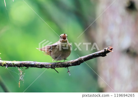 A beautiful young blue-and-white flycatcher (Flycatcher family) singing loudly and beautifully among the fresh greenery. Hinodeyama hiking trail, Akiruno City, Tokyo 119694265