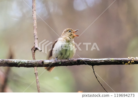 A beautiful young blue-and-white flycatcher (Flycatcher family) singing loudly and beautifully among the fresh greenery. Hinodeyama hiking trail, Akiruno City, Tokyo 119694273