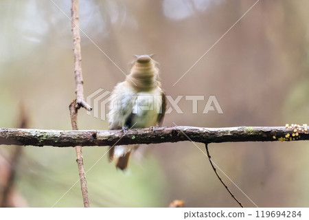 A beautiful young blue-and-white flycatcher (Flycatcher family) singing loudly and beautifully among the fresh greenery. Hinodeyama hiking trail, Akiruno City, Tokyo 119694284