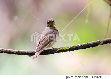 A beautiful young blue-and-white flycatcher (Flycatcher family) singing loudly and beautifully among the fresh greenery. Hinodeyama hiking trail, Akiruno City, Tokyo 119694310