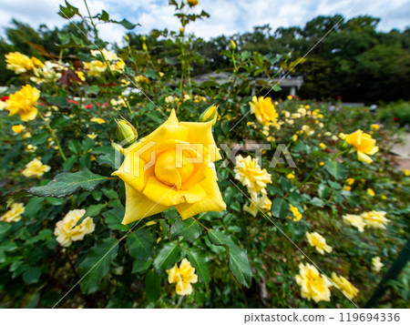 Colorful and beautiful autumn roses in full bloom 119694336