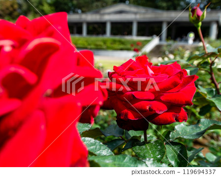 Colorful and beautiful autumn roses in full bloom 119694337