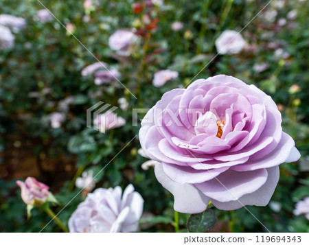 Colorful and beautiful autumn roses in full bloom 119694343