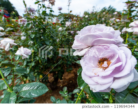 Colorful and beautiful autumn roses in full bloom 119694344
