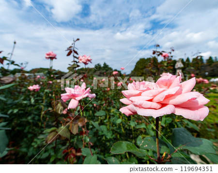 Colorful and beautiful autumn roses in full bloom 119694351