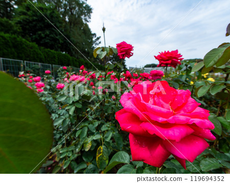 色彩繽紛、美麗的秋季玫瑰盛開 色彩繽紛、美麗的秋季玫瑰盛開 119694352