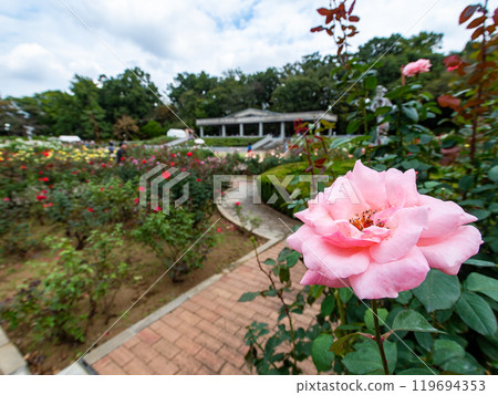 Colorful and beautiful autumn roses in full bloom Colorful and beautiful autumn roses in full bloom 119694353