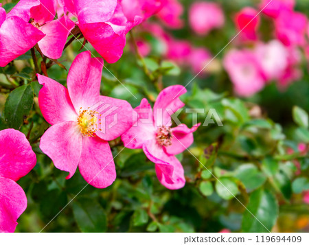 Colorful and beautiful autumn roses in full bloom 119694409