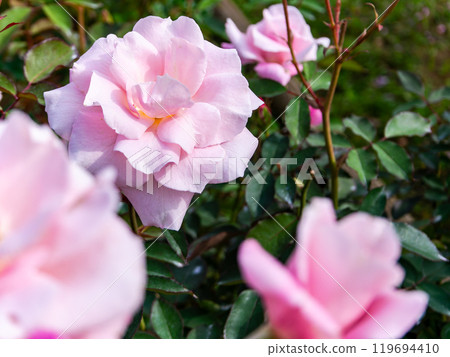 色彩繽紛、美麗的秋季玫瑰盛開 119694410