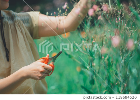 A woman picking saponaria in a flower field 119694520