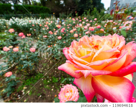 Colorful and beautiful autumn roses in full bloom Colorful and beautiful autumn roses in full bloom 119694618