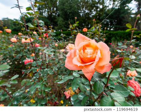 Colorful and beautiful autumn roses in full bloom 119694619