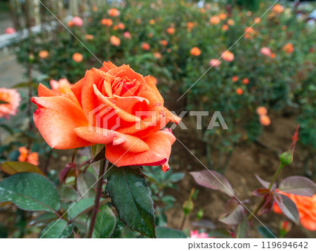 色彩繽紛、美麗的秋季玫瑰盛開 119694642