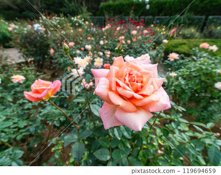 色彩繽紛、美麗的秋季玫瑰盛開 119694659