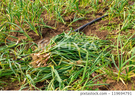 Harvest of fresh garlic during harvesting on farmer field Harvest of fresh garlic during harvesting on farmer field 119694791