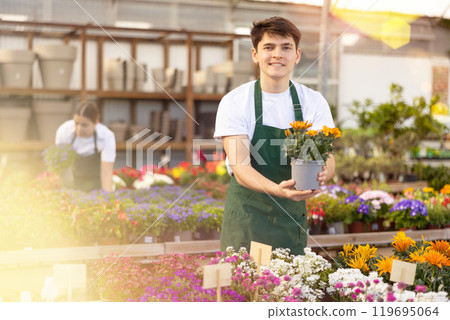 male worker in flower shop gets acquainted with assortment and carefully viewes gatzania male worker in flower shop gets acquainted with assortment and carefully viewes gatzania 119695064