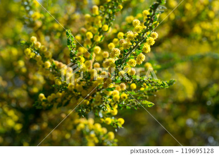 Kangaroo acacia flowers 119695128