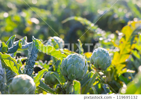 Close-up view of green globe artichoke buds on field 119695132