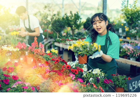 Girl seller in flower shop inspects price tags on pots with petunia and re-evaluates goods Girl seller in flower shop inspects price tags on pots with petunia and re-evaluates goods 119695226