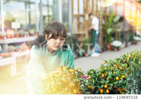 Focused young Asian female customer inspecting potted Kumquat tree while shopping in garden center 119695538