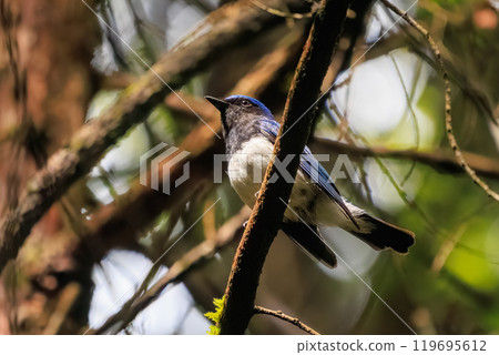 美麗的蝴蝶花在新綠中以響亮而美麗的聲音鳴叫（Flycatae）東京秋留野市日出山攀登路線等2024年 119695612