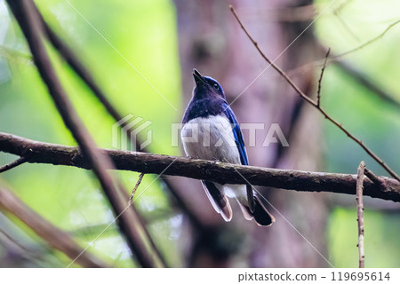 美麗的蝴蝶花在新綠中以響亮而美麗的聲音鳴叫（Flycatae）東京秋留野市日出山攀登路線等2024年 119695614