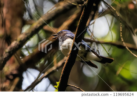 A beautiful blue-and-white flycatcher (Flycatcher family) singing loudly and beautifully among the fresh greenery. Hinodeyama hiking trail, Akiruno City, Tokyo, etc. 2024 119695624