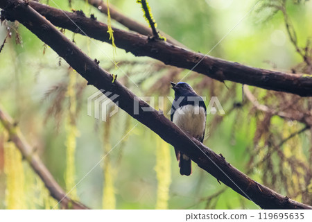 A beautiful blue-and-white flycatcher (Flycatcher family) singing loudly and beautifully among the fresh greenery. Hinodeyama hiking trail, Akiruno City, Tokyo, etc. 2024 119695635