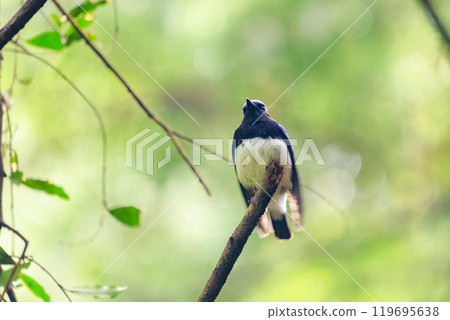 A beautiful blue-and-white flycatcher (Flycatcher family) singing loudly and beautifully among the fresh greenery. Hinodeyama hiking trail, Akiruno City, Tokyo, etc. 2024 119695638