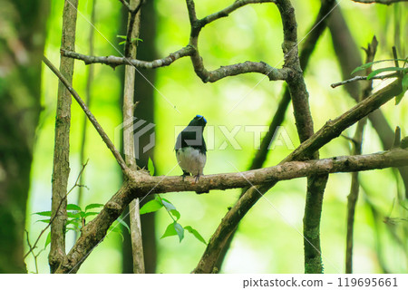 A beautiful blue-and-white flycatcher (Family: Flycatcher) singing loudly and beautifully amidst the fresh greenery. Hayatogawa Forest Road, Sagamihara City, Kanagawa Prefecture, 2024 A beautiful blue-and-white flycatcher (Family: Flycatcher) singing loudly and beautifully amidst the fresh greenery. Hayatogawa Forest Road, Sagamihara City, Kanagawa Prefecture, 2024 119695661