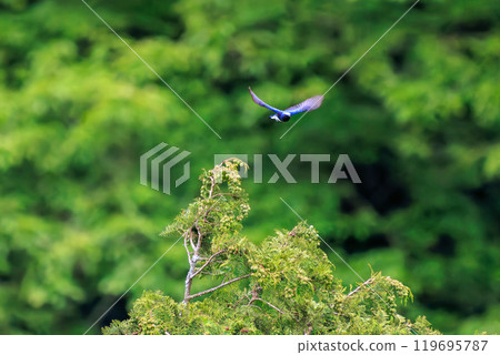 A beautiful blue-and-white flycatcher (Flycatcher family) taking off from a song spot at the top of the treetops amidst the fresh greenery. Hinodeyama hiking trail and other areas 2024 119695787