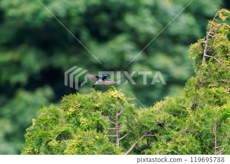 A beautiful blue-and-white flycatcher (Flycatcher family) taking off from a song spot at the top of the treetops amidst the fresh greenery. Hinodeyama hiking trail and other areas 2024 119695788