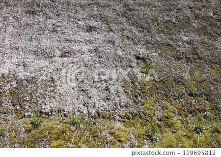 Plants Detail of a thatched roof covered with moss Plants Detail of a thatched roof covered with moss 119695812