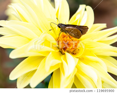 盛開的黃色大麗花和前來吸食花蜜的可愛的塞里蝴蝶 119695900