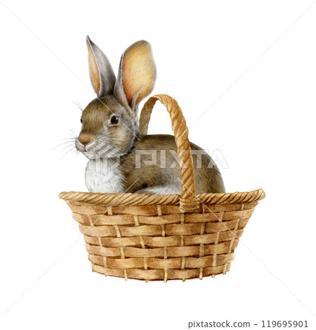 Cute bunny in a wicker basket watercolor painted illustration. Hand drawn vintage style rabbit siting in a basket. Farm funny animal isolated on white background Cute bunny in a wicker basket watercolor painted illustration. Hand drawn vintage style rabbit siting in a basket. Farm funny animal isolated on white background 119695901