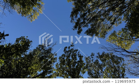 On a beautiful sunny day, I find myself gazing up at the sky while surrounded by the majestic trees that provide a natural canopy above On a beautiful sunny day, I find myself gazing up at the sky while surrounded by the majestic trees that provide a natural canopy above 119695975