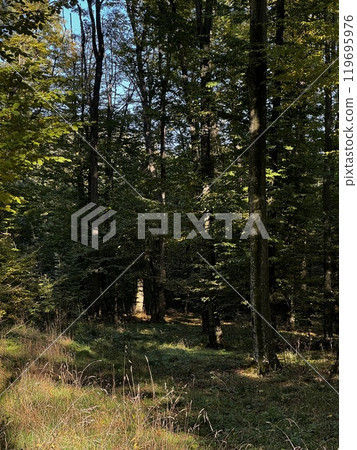 The serene and beautiful reflection of trees can be seen gently mirrored in a tranquil body of water, creating a peaceful scene 119695976