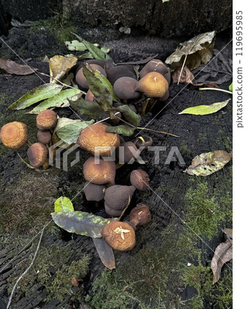 A cluster of various mushrooms is thriving on the earth right next to a tall tree, showcasing the beauty of natures ecosystem A cluster of various mushrooms is thriving on the earth right next to a tall tree, showcasing the beauty of natures ecosystem 119695985