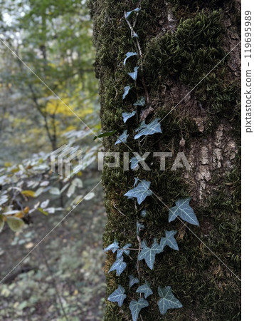 Ivy is steadily growing and climbing up the sturdy trunk of a tree found deep within a serene and peaceful woods area Ivy is steadily growing and climbing up the sturdy trunk of a tree found deep within a serene and peaceful woods area 119695989