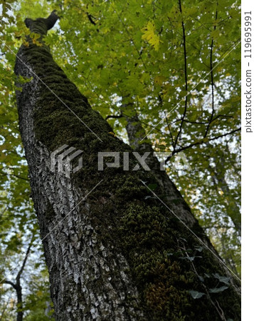 A beautiful bird is perched gracefully on the highest point of a tall tree in the serene woods, enjoying its peaceful surroundings A beautiful bird is perched gracefully on the highest point of a tall tree in the serene woods, enjoying its peaceful surroundings 119695991