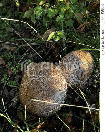 In a green patch of grass on the ground, two mushrooms are actively growing, showcasing the beauty of natures diverse organisms 119695998