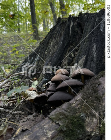 A fascinating group of mushrooms is growing on a tree trunk nestled deep within the tranquil woods, showcasing natures beauty and diversity A fascinating group of mushrooms is growing on a tree trunk nestled deep within the tranquil woods, showcasing natures beauty and diversity 119696003