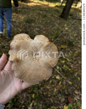 In a serene woodland setting, a person is gently holding a mushroom in their hand, surrounded by the beauty of nature 119696029