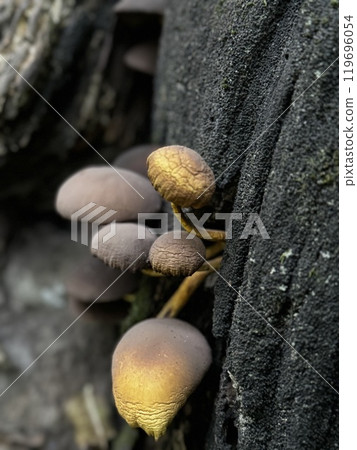 A diverse group of fascinating mushrooms is growing on a large tree trunk in the forest, showcasing natures beauty and diversity 119696054