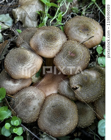 A diverse group of mushrooms is thriving and growing gracefully on the ground, showcasing the beauty of natures wonders 119696089