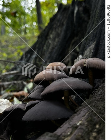 A vibrant bunch of mushrooms is thriving on the side of a tree, showcasing the beauty of natures intricate ecosystems and life forms A vibrant bunch of mushrooms is thriving on the side of a tree, showcasing the beauty of natures intricate ecosystems and life forms 119696092